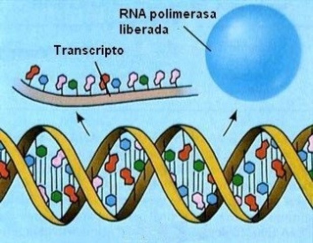 Transcripción genetica