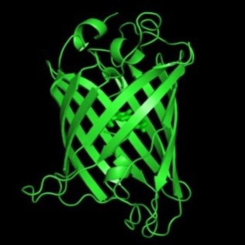 Proteína verde fluorescente