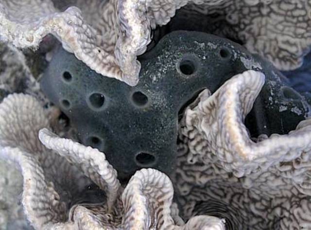 Surgimiento del sistema nervioso (800.000.000)