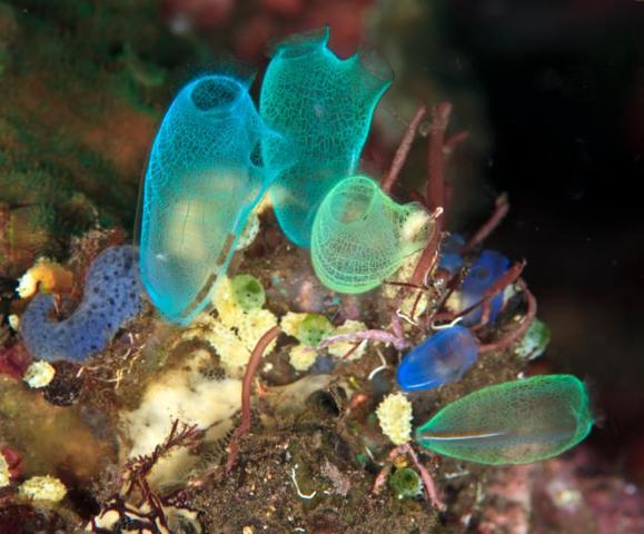 Surgimiento de la primera agrupación neuronal (700,000.000)