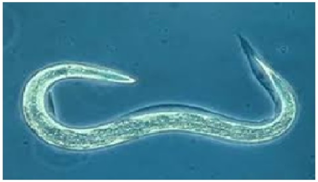 Surgimiento de anillos nerviosos (630,000.000)