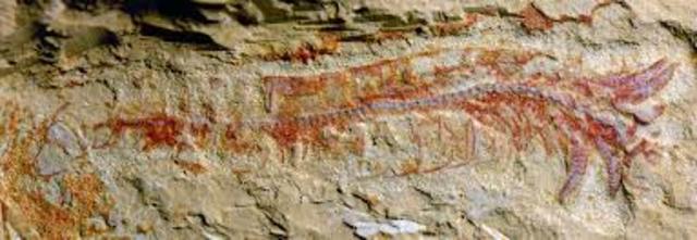 Surgimiento del primer cerebro (5200.000.000)