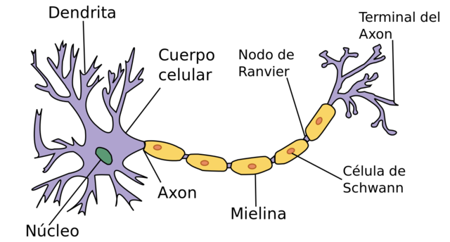 Neuronas