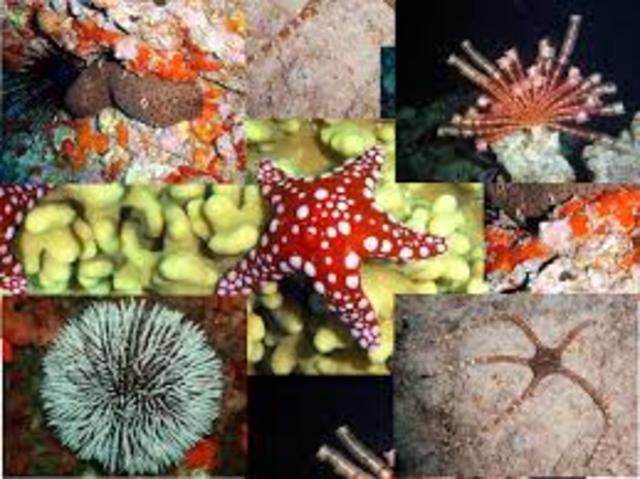 La aparición de al menos dos tipos de organización nerviosa