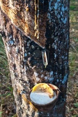 META: LA BONANZA DEL CAUCHO