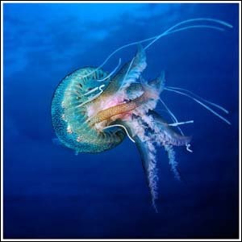 ¿cuando surgieron las primeras neuronas ?