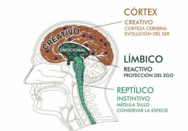 Cerebro Reptiliano o Arquicerebro