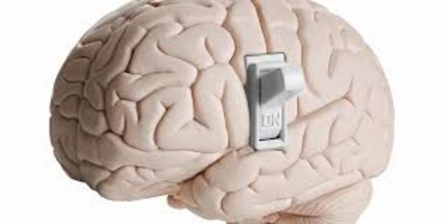 Curiosidad por el cerebro