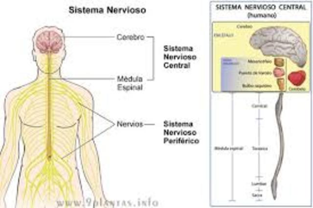 Neuronas