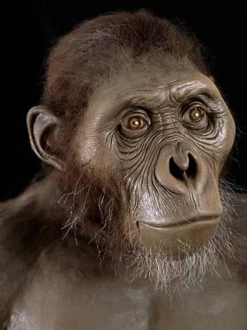 Australopithecus y el Ardipithecus ramidus