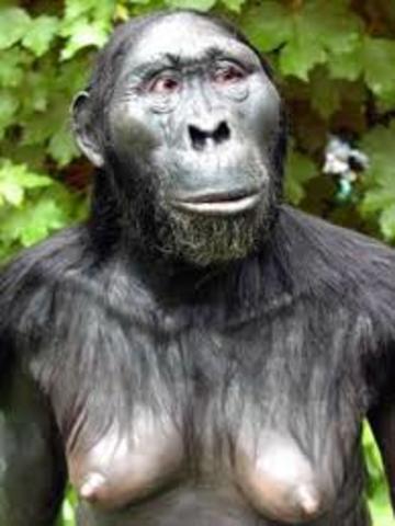 CEREBRO DE LOS HOMINIDOS