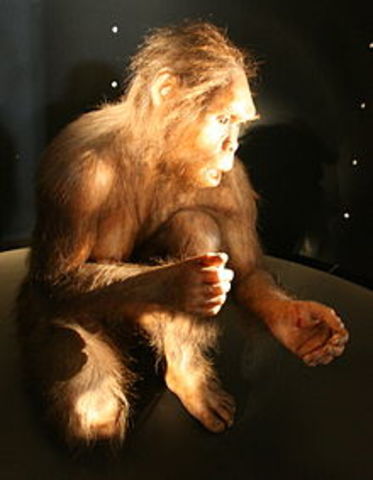 Homo Habilis