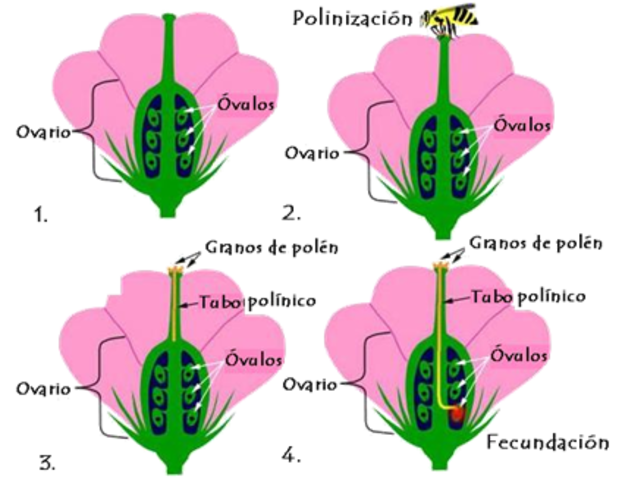 Reproducción sexual de las plantas