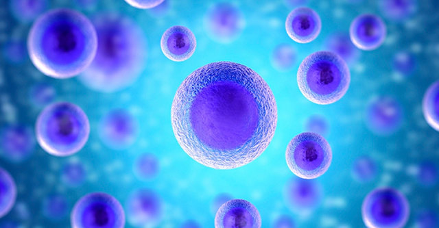 Todos los organismos son compuestos por células