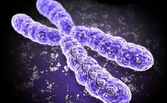 El gen y el cromosoma