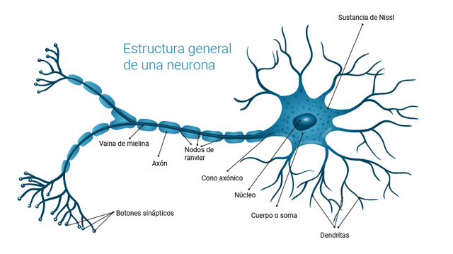 El surgimiento de las neuronas