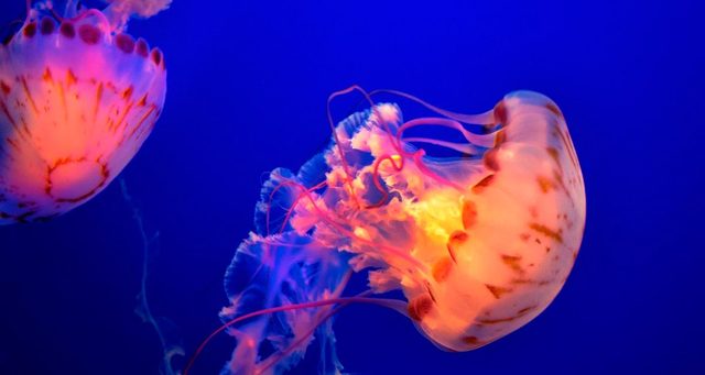 Origen del Sistema Nervioso