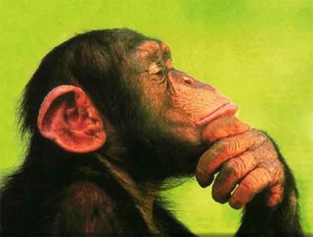 Hemisferios cerebrales y corteza cerebral