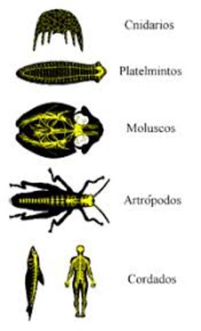 SURGIMIENTO DEL SISTEMA NERVIOSO