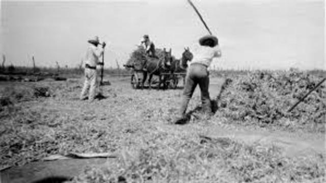 Estación Agrícola del Yaquí.