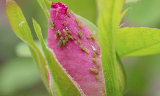 Departamento de Plagas.