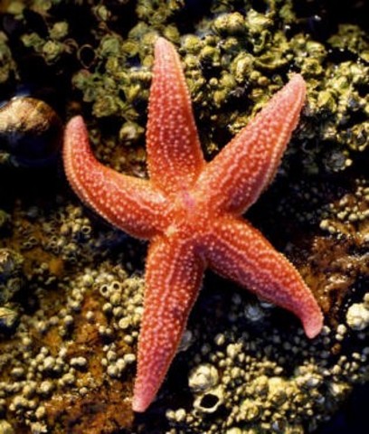 Organizaciones nerviosas