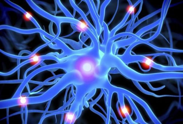 Surgimiento del sistema nervioso