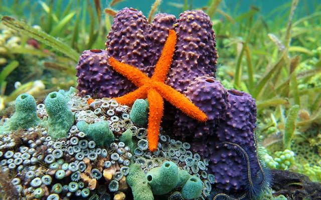 Aparición de organizaciones nerviosas