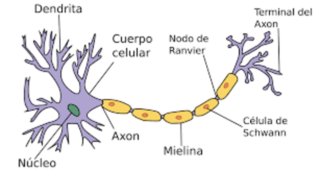 Establecían la evidencia atómica de la neurona como célula