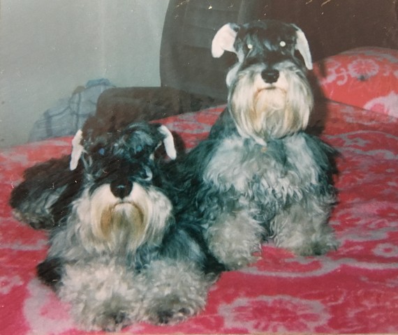 Mis chaparros se integran a la familia