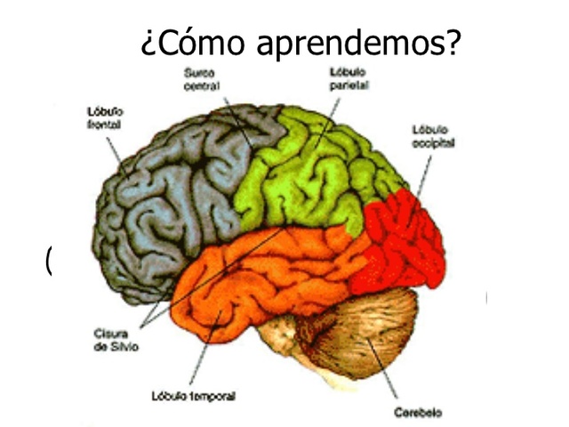 Geschwind y los trastornos de aprendizaje