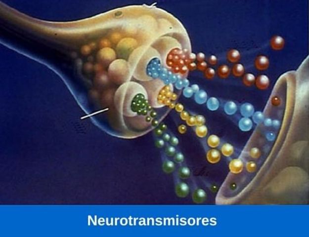 Un importante hito en la evolución de la teoría neuronal