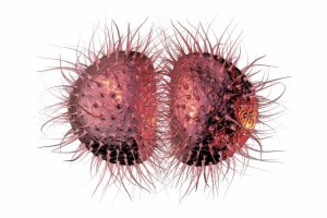 Cepas de Gonorrea
