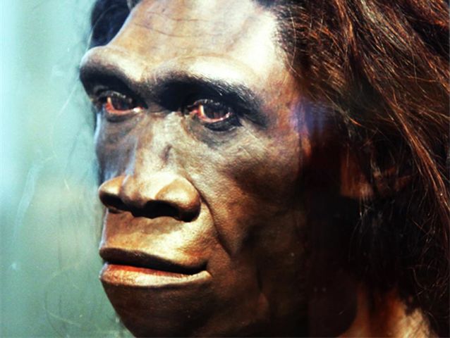 Homoerectus