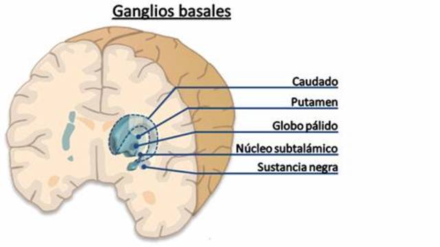 Ganglios