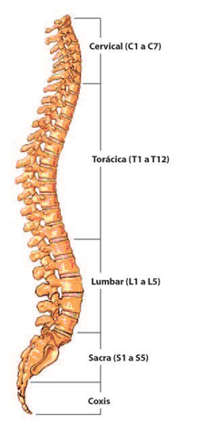 Primer sistema nervioso