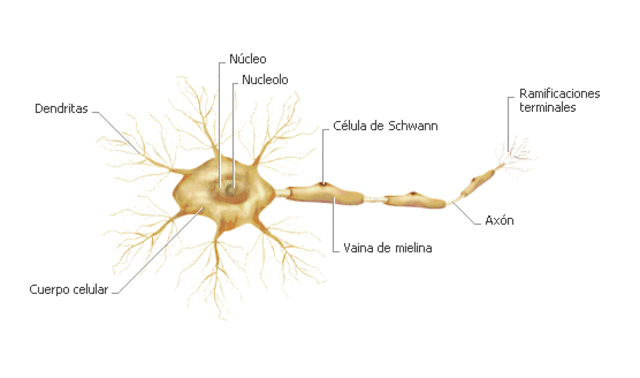 Organizaciones nerviosas