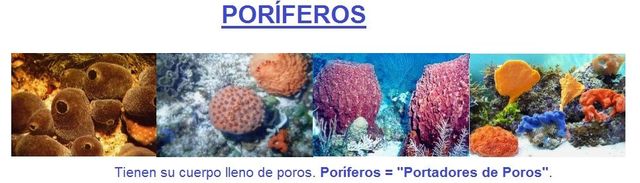 surgimiento del sistema nervioso Hace 900 millones de años.