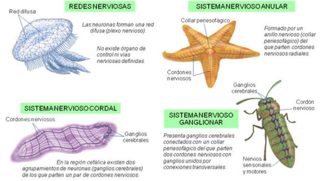Aparición de tipos de organizaciones nerviosa  550 a 600 MA