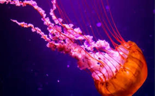 SURGIMIENTO DEL SISTEMA NERVIOSO