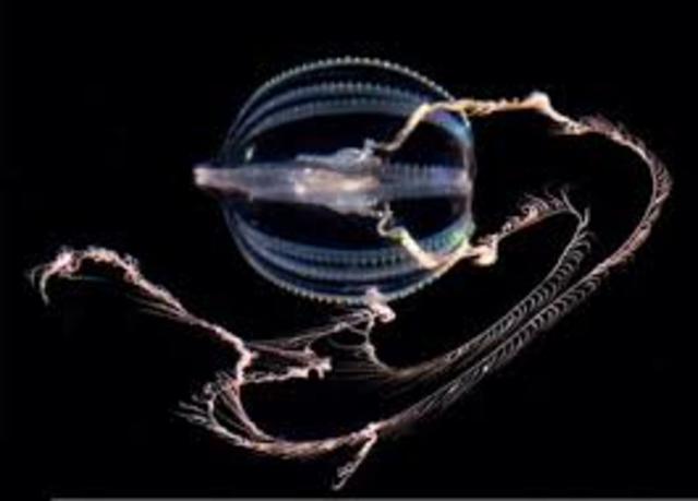 SURGIMIENTO DE LAS PRIMERAS NEURONAS