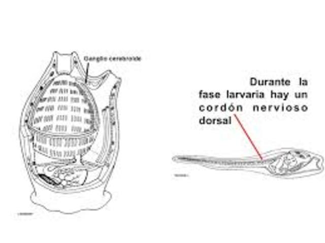 SURGIMIENTO DE LA PRIMERA AGRUPACIÓN NEURONAL