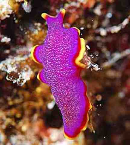 Primeras organizaciones nerviosas