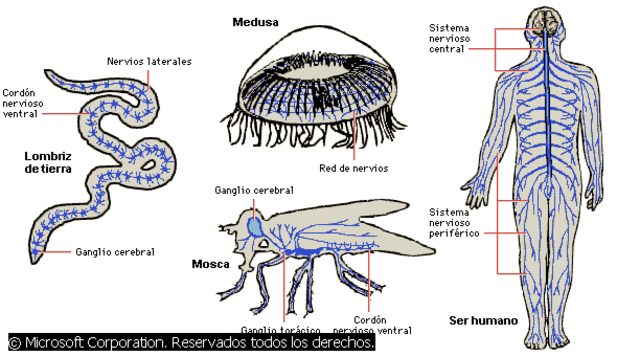 Sistema Nervioso.