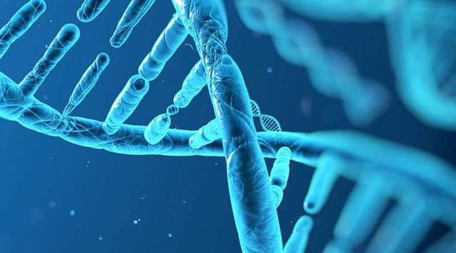 Se comienza a utilizar a ratones para avances genéticos.