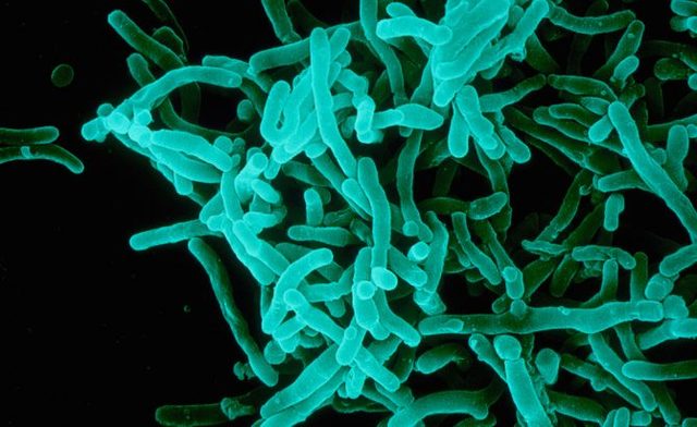 Se crea antitoxina que previene la difteria.