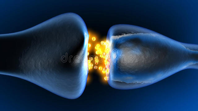 Se demuestra el proceso de la neurotransmisión.