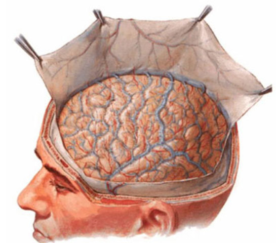 Primera Vacuna para la Meningitis.