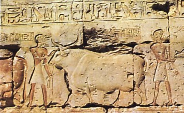 Egipto y reinos contemporáneos