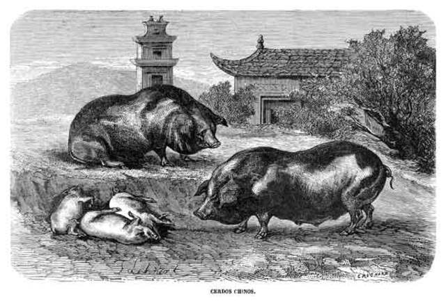 Diversos documentos atestiguan la castración de cerdos en China.